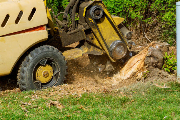 Best Arborist Consultation Services  in USA